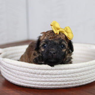 Myka - Available 6/11