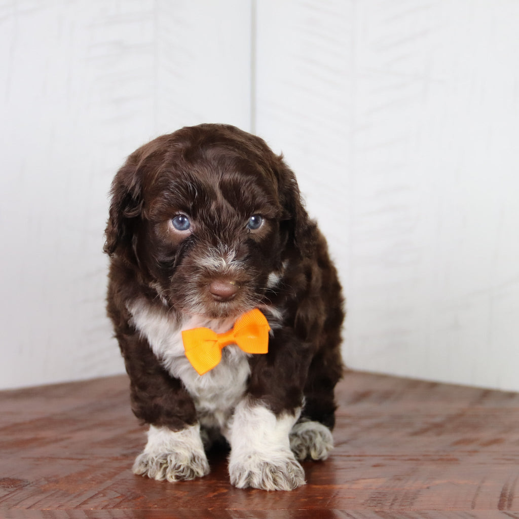 Flynn - Available 6/4