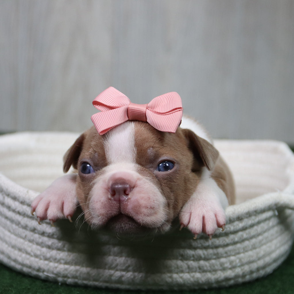 Lilly - Available 5/14