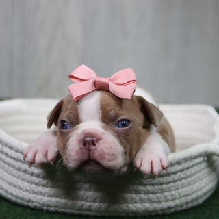 Lilly - Available 5/14