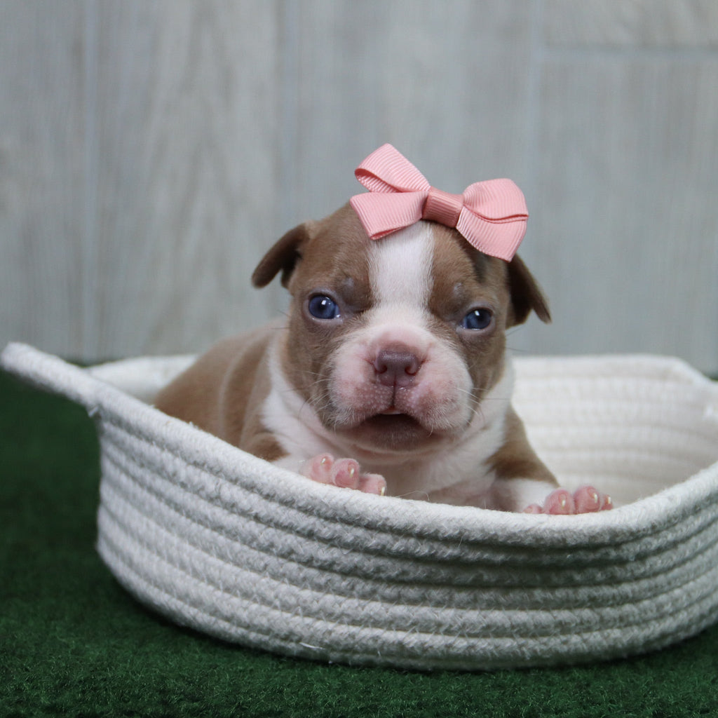 Lilly - Available 5/14