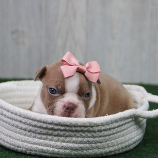 Lilly - Available 5/14