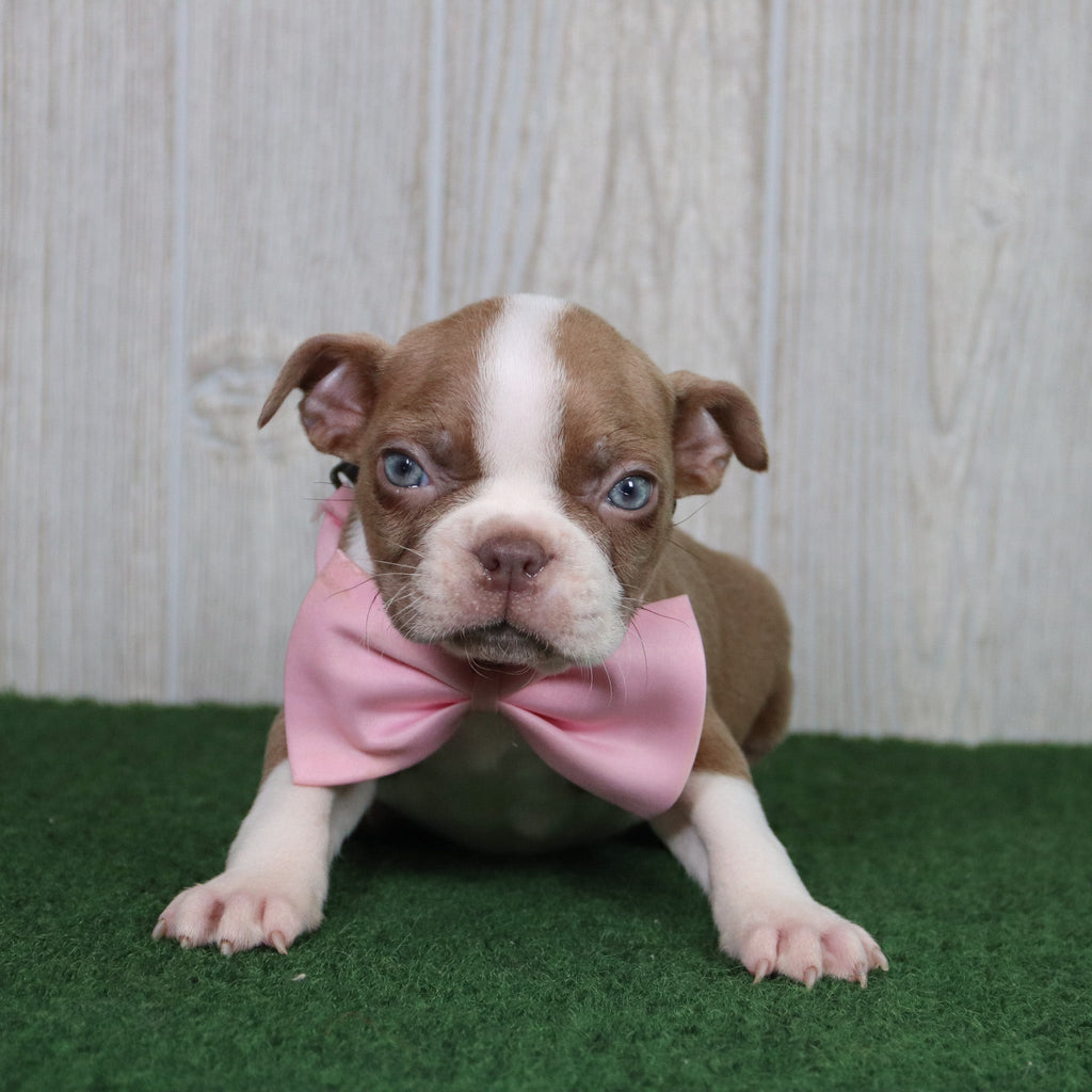Lilly - Available 5/14