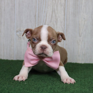 Lilly - Available 5/14