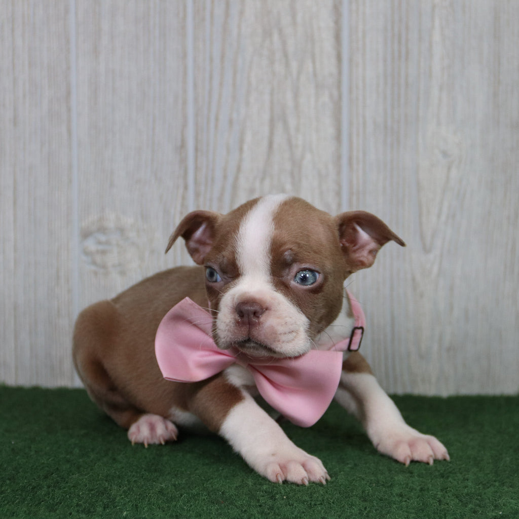 Lilly - Available 5/14