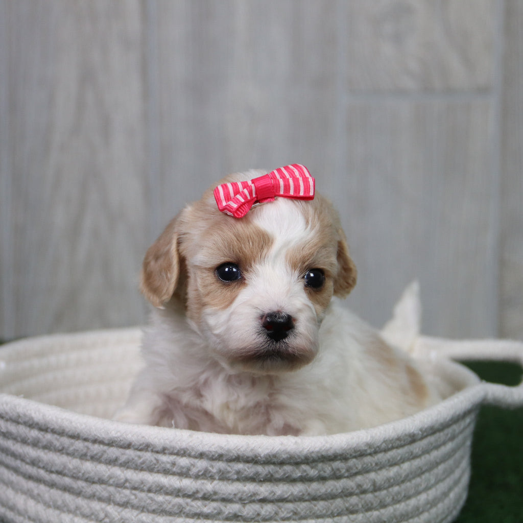 Misty - Available 5/14
