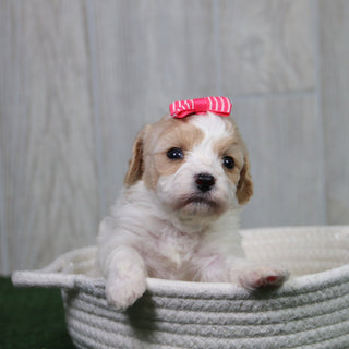 Misty - Available 5/14