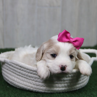 Oakley - Available 5/14
