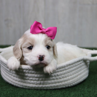 Oakley - Available 5/14