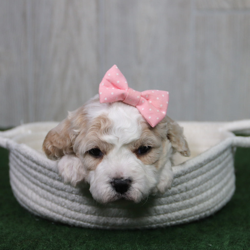 Tula - Available 5/14