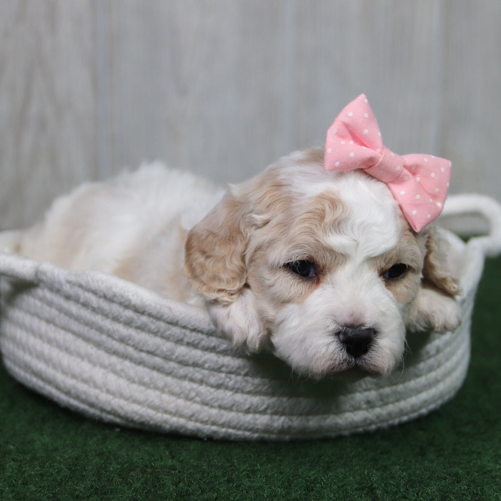 Tula - Available 5/14