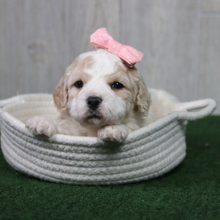 Tula - Available 5/14