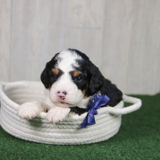 Tucker - Available 5/21