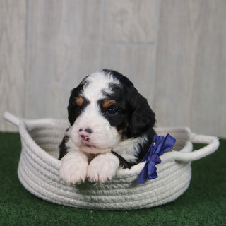 Tucker - Available 5/21