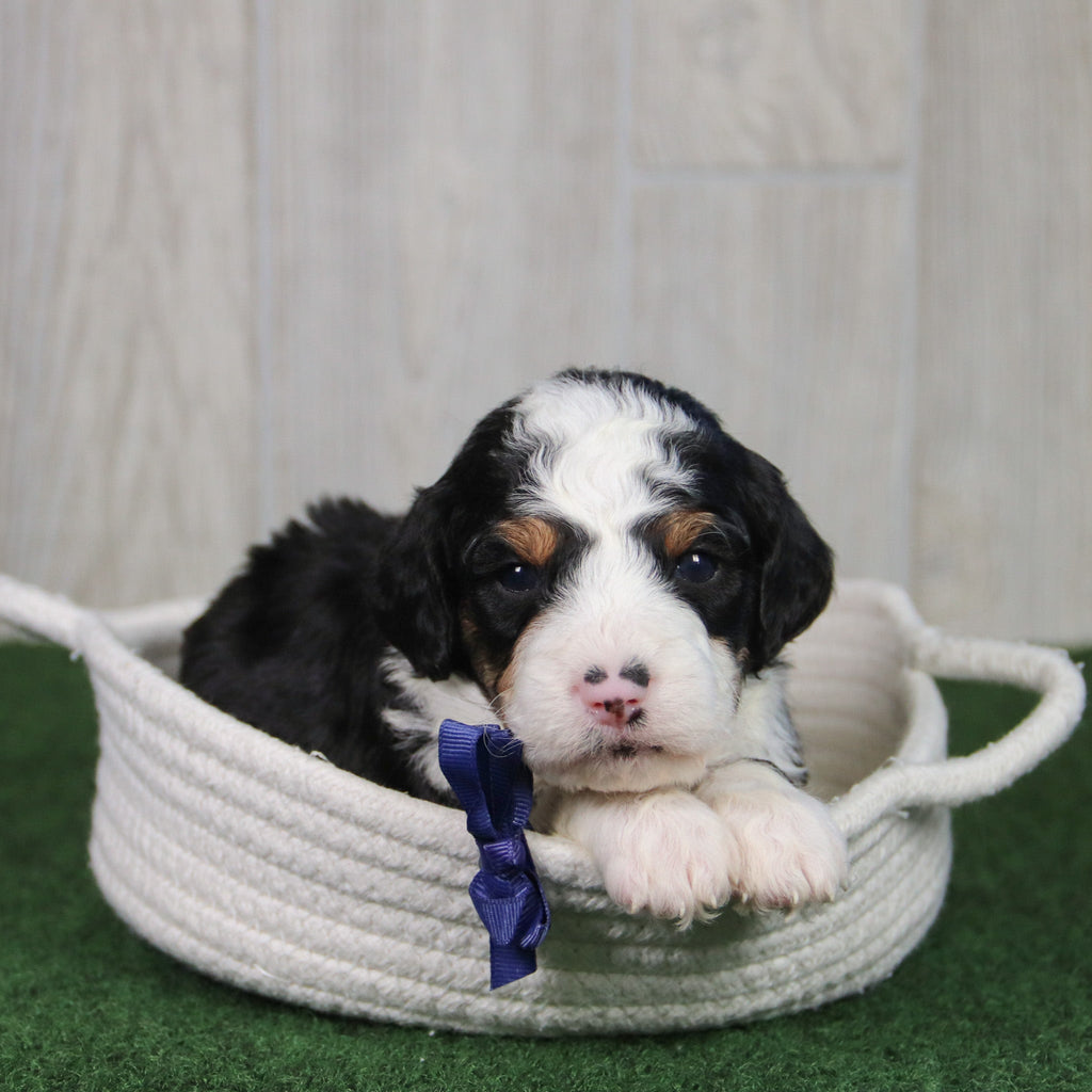 Tucker - Available 5/21