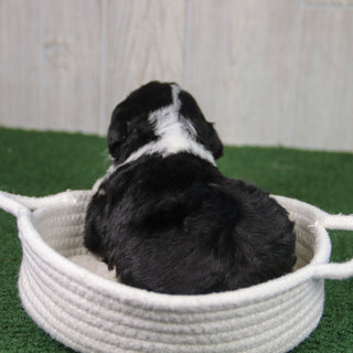 Tucker - Available 5/21