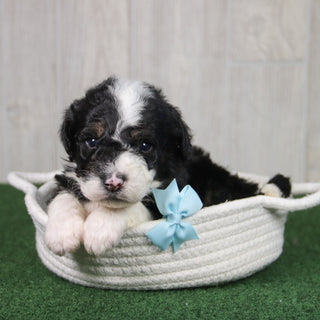 Theo - Available 5/21