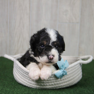 Theo - Available 5/21