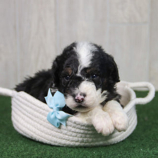 Theo - Available 5/21