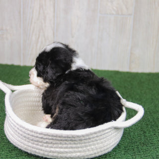 Theo - Available 5/21