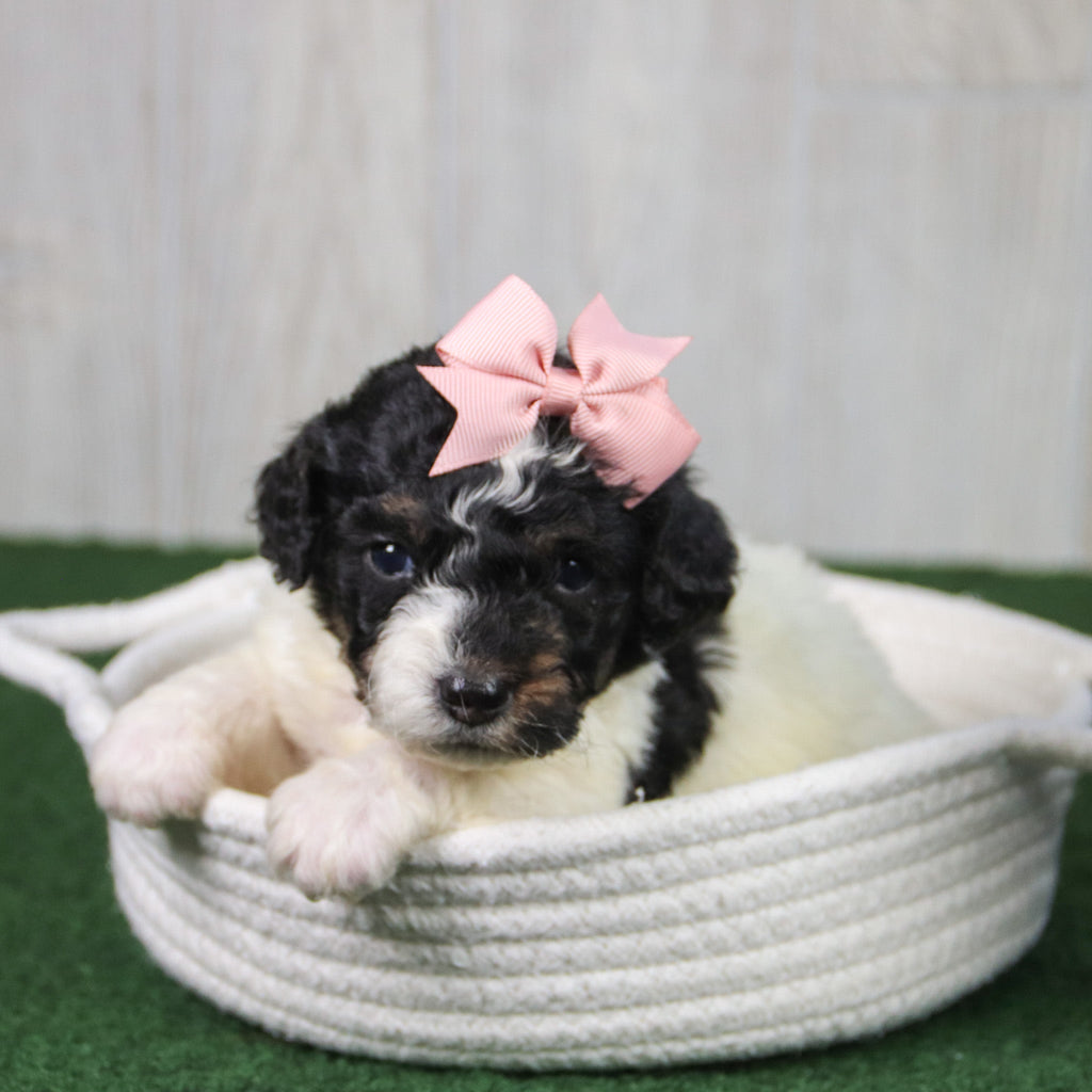 Cinnamon - Available 5/21