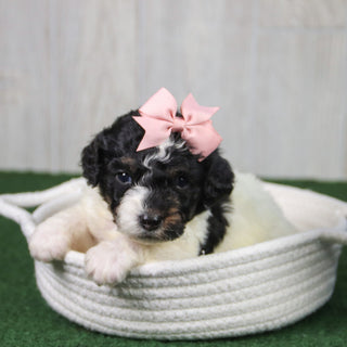 Cinnamon - Available 5/21