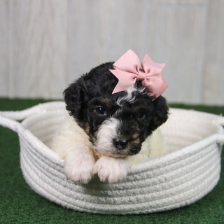 Cinnamon - Available 5/21
