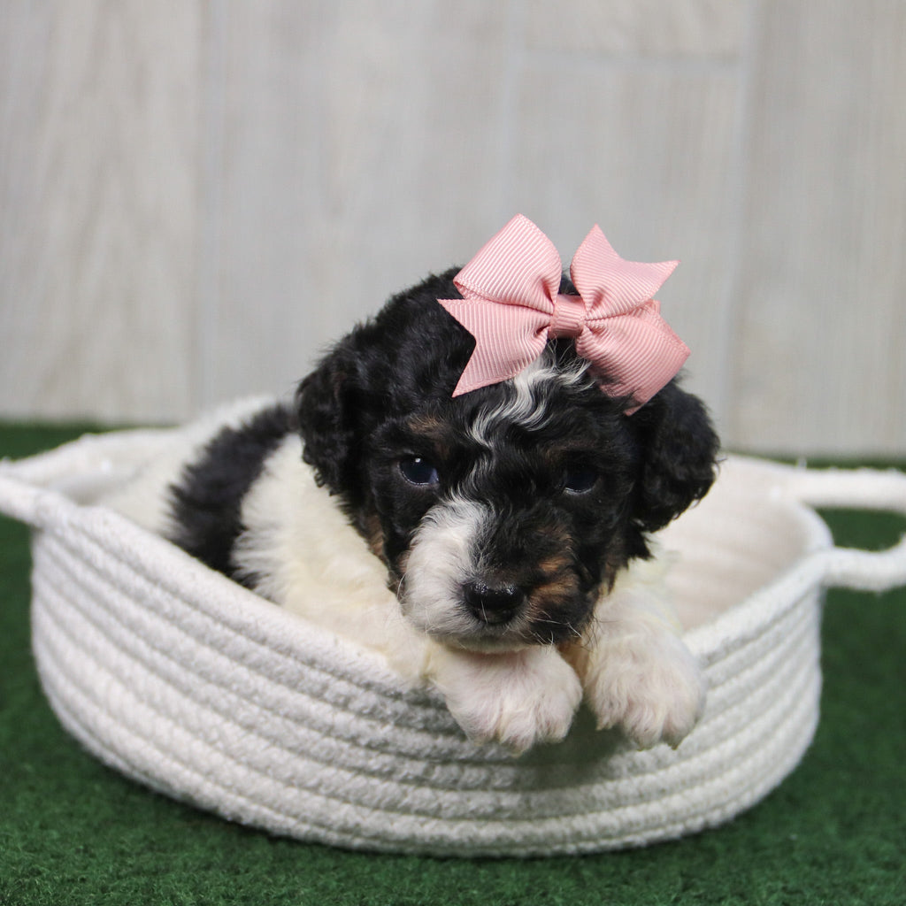 Cinnamon - Available 5/21