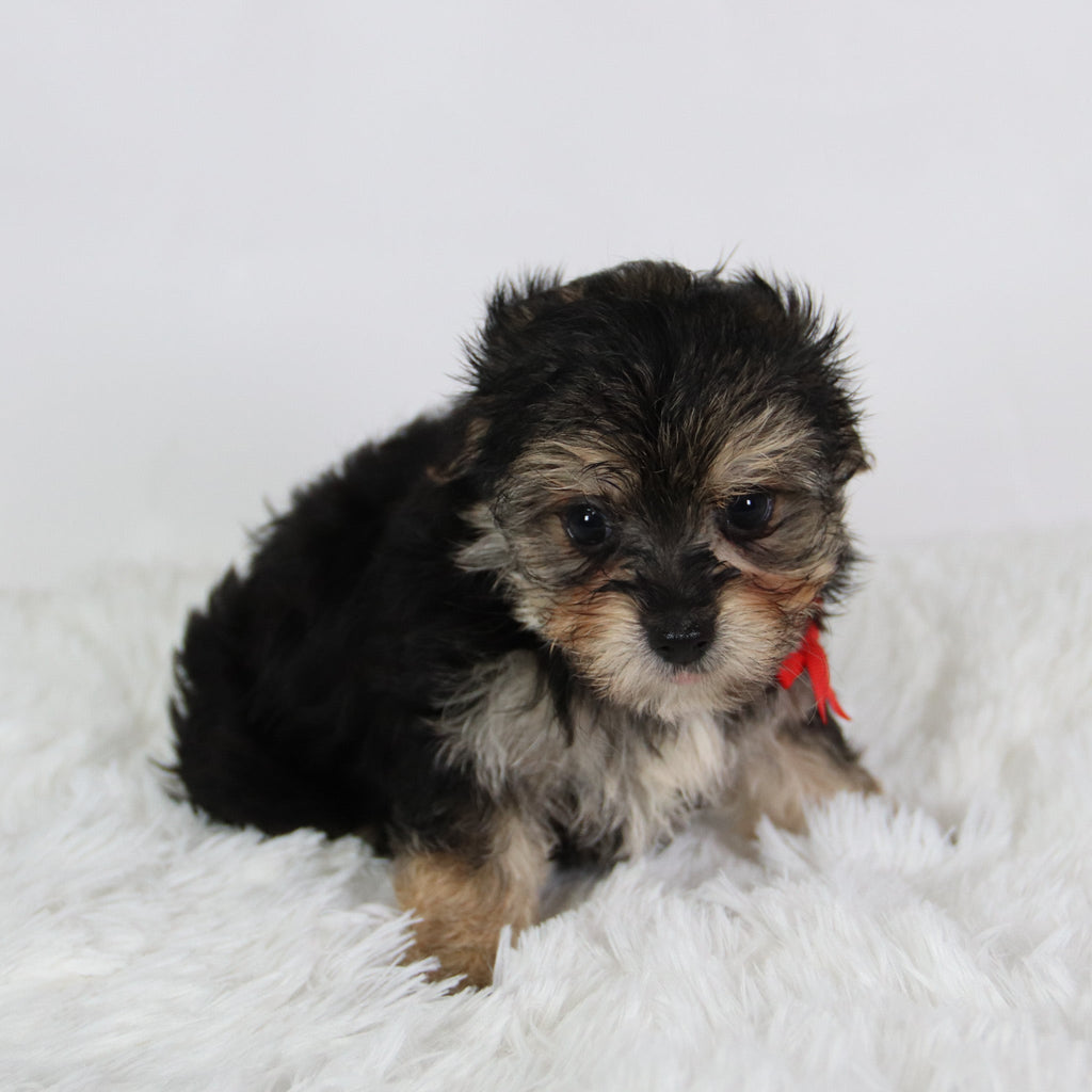 Rufus - Available 8/27