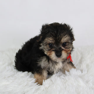 Rufus - Available 8/27