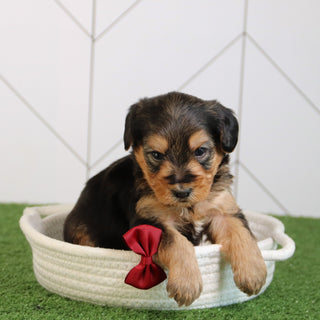 Edward - Available 5/28
