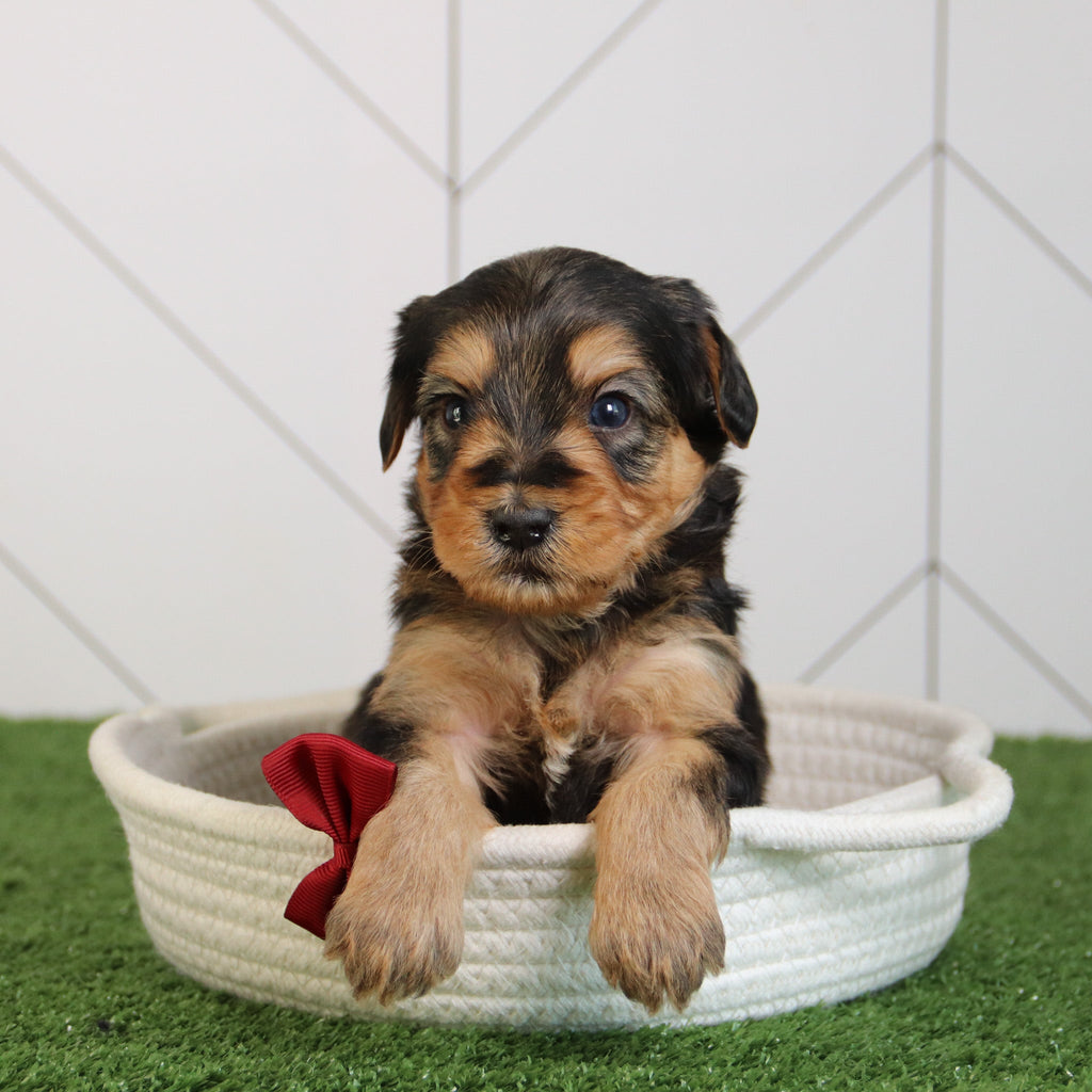 Edward - Available 5/28