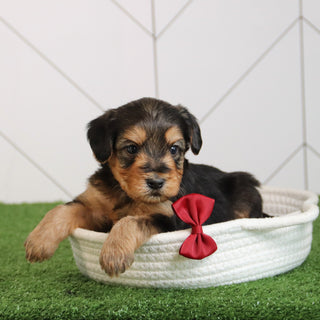 Edward - Available 5/28