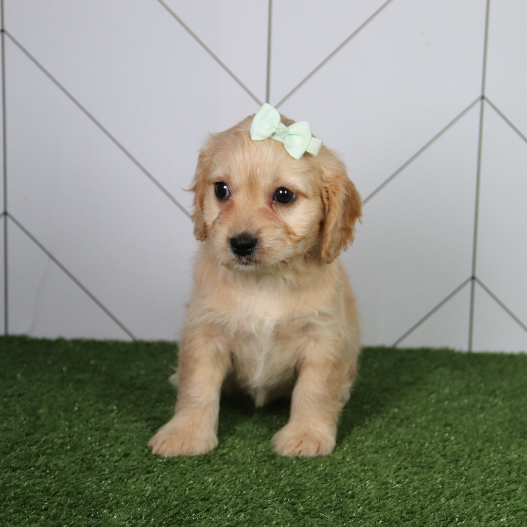 Penelope - Available 6/4