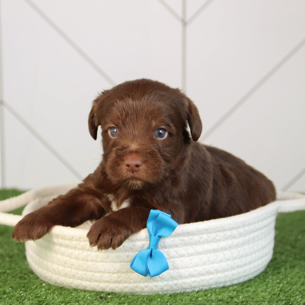 Elton - Available 5/28