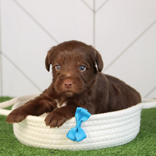 Elton - Available 5/28
