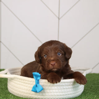 Elton - Available 5/28