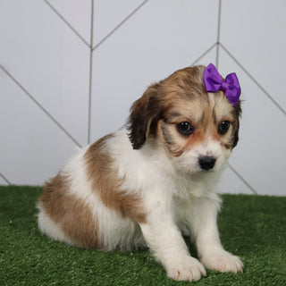 Bertha - Available 6/4