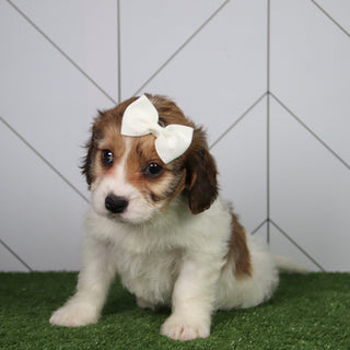 Nessie - Available 6/4