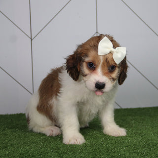 Nessie - Available 6/4