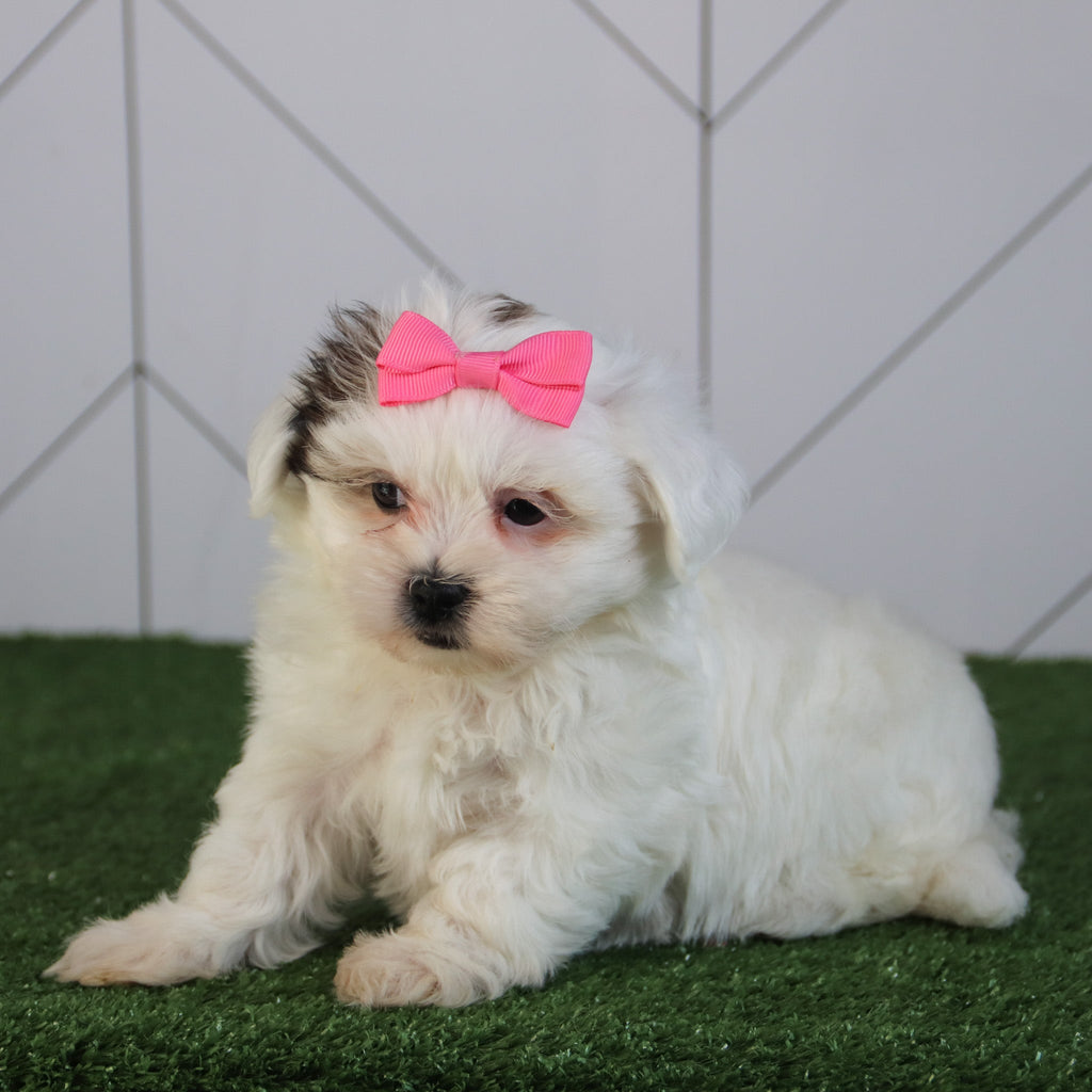 Faithlyn - Available 5/6