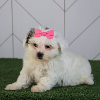 Faithlyn - Available 5/6