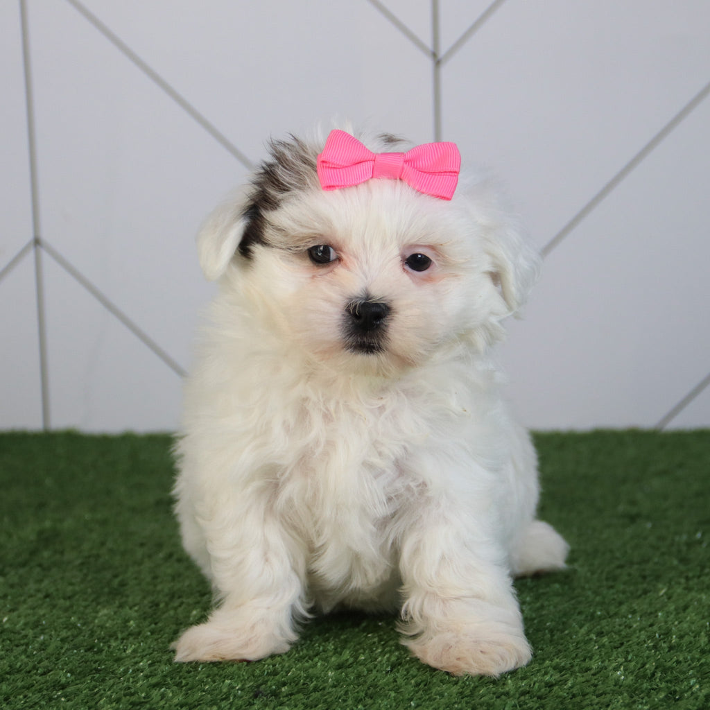 Faithlyn - Available 5/6