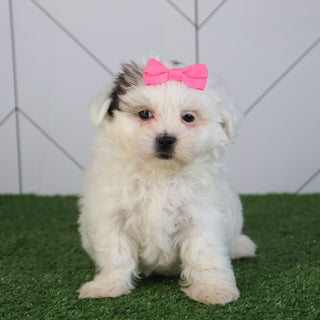 Faithlyn - Available 5/6