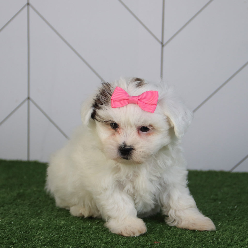 Faithlyn - Available 5/6