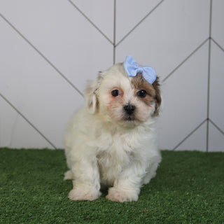 Alora - Available 5/6