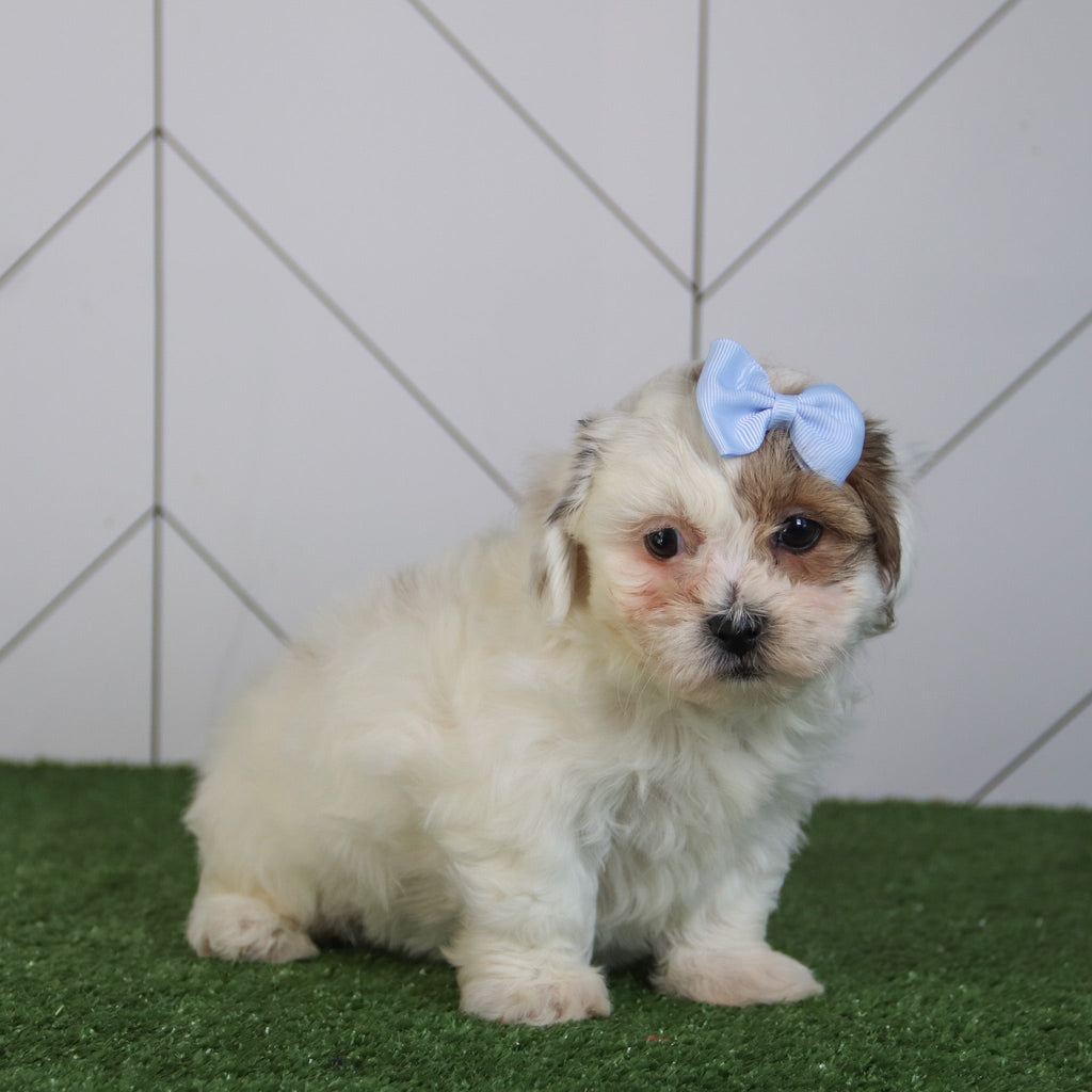 Alora - Available 5/6