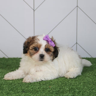 Olivia - Available 5/6
