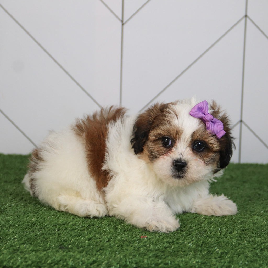 Olivia - Available 5/6