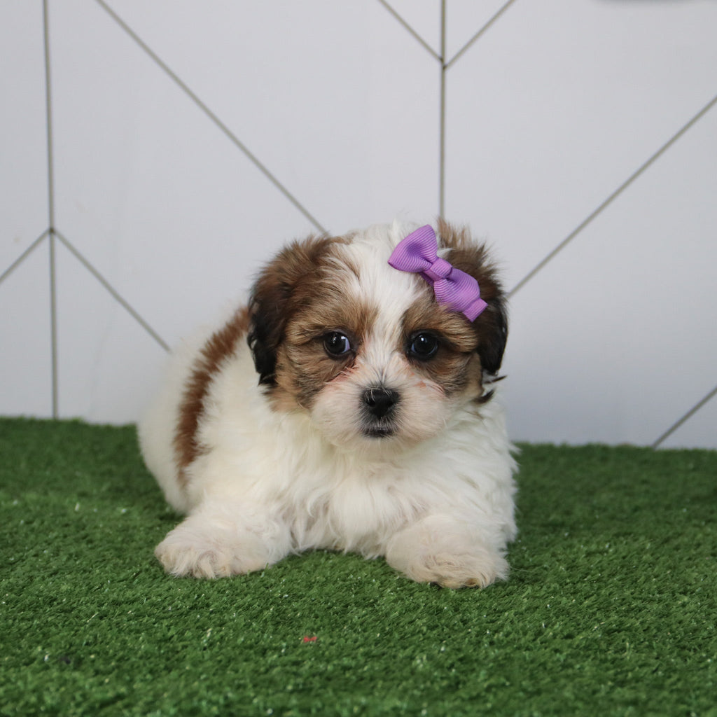 Olivia - Available 5/6